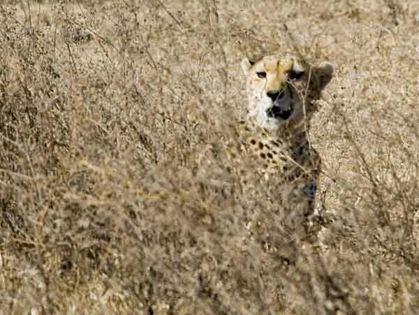 19 - Tanzania - Guepardo - crater del Ngorongoro